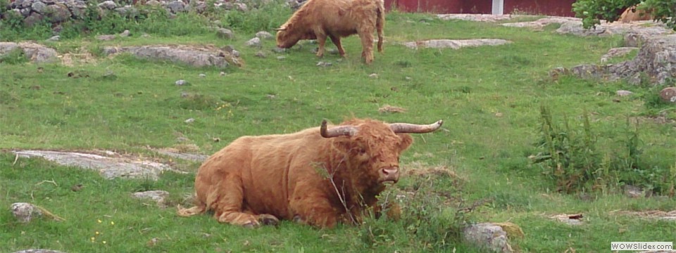 Highland Cattle